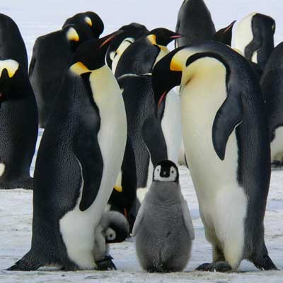 Penguin